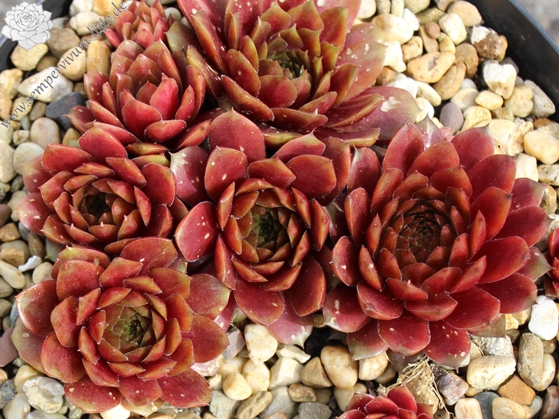 Pacific Green Sleeves