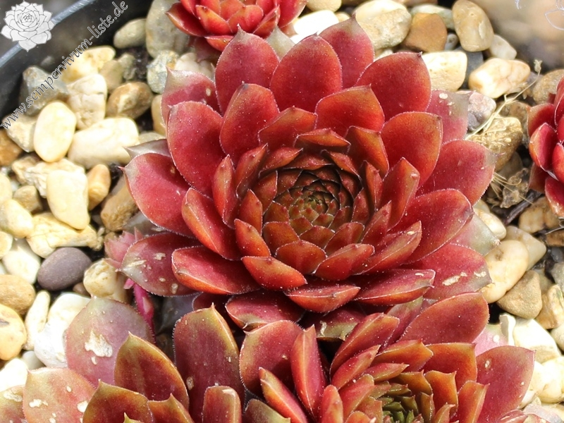 Pacific Green Sleeves