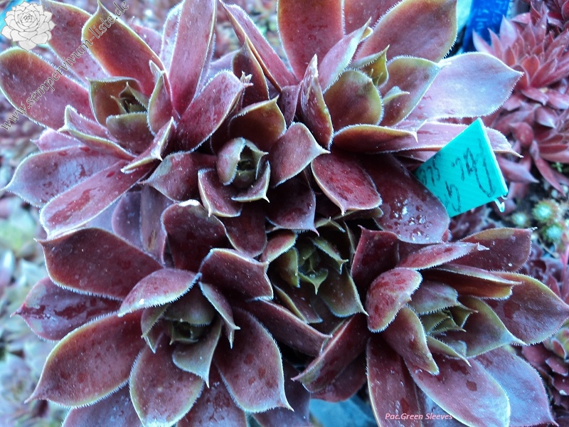 Pacific Green Sleeves