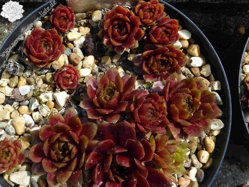 Pacific Green Sleeves