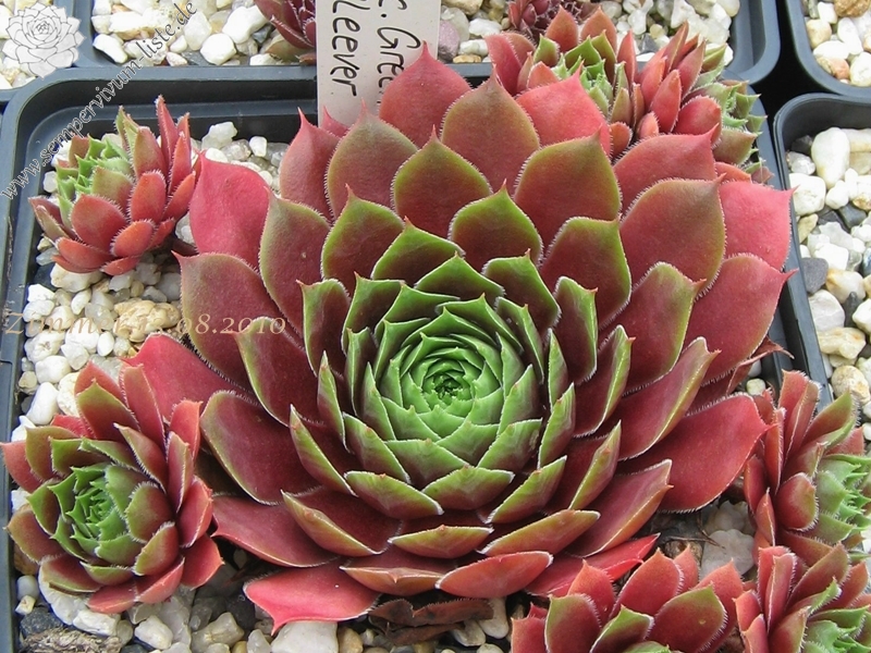 Pacific Green Sleeves