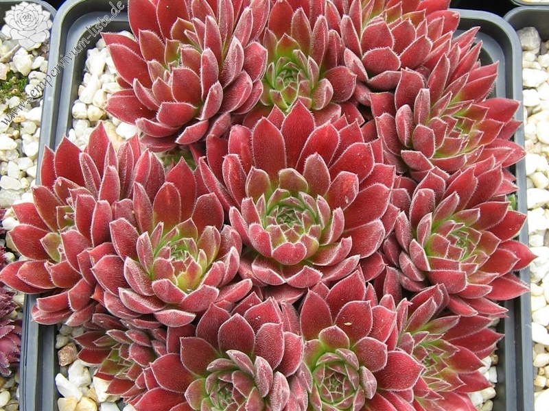 Pacific Sexy