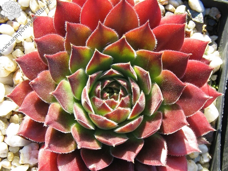 Pacific Sexy