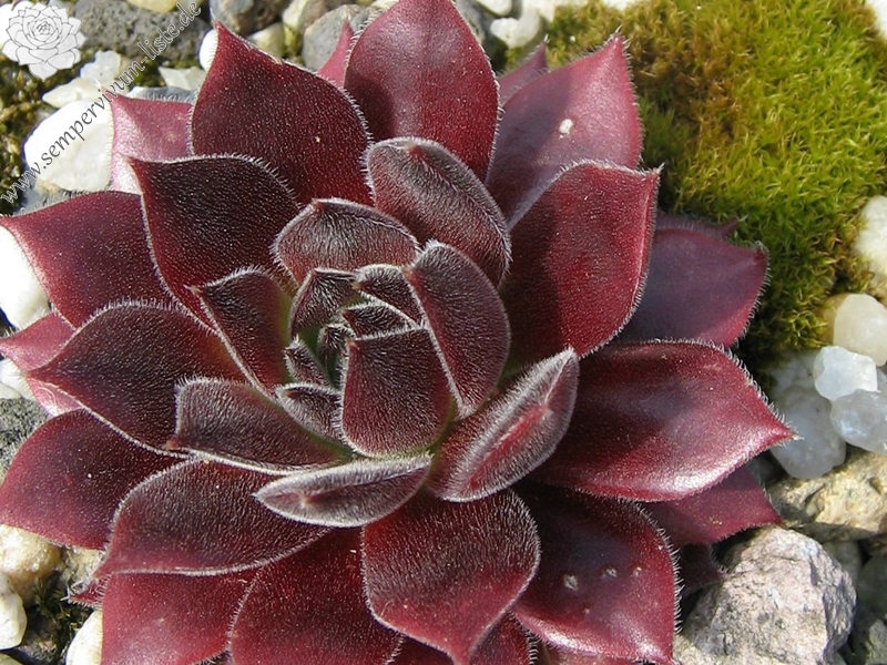 Pacific Sexy