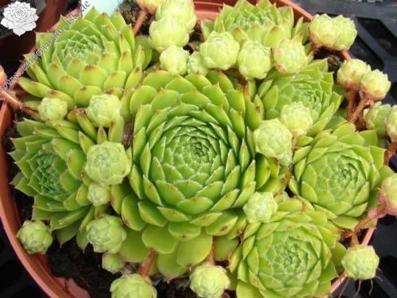 Green Wheel