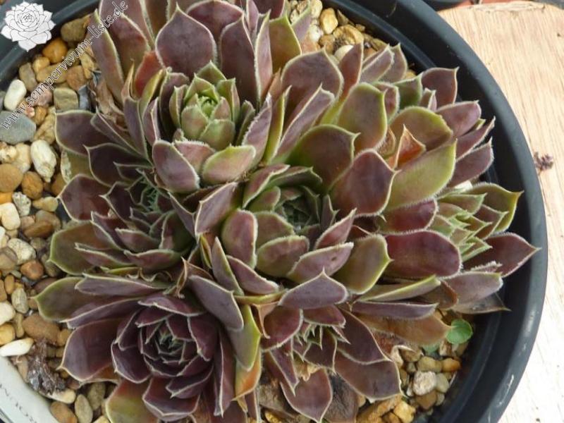 Mount Cameroon / Jovi