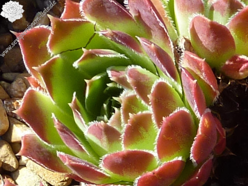 Green Pink / Jovi