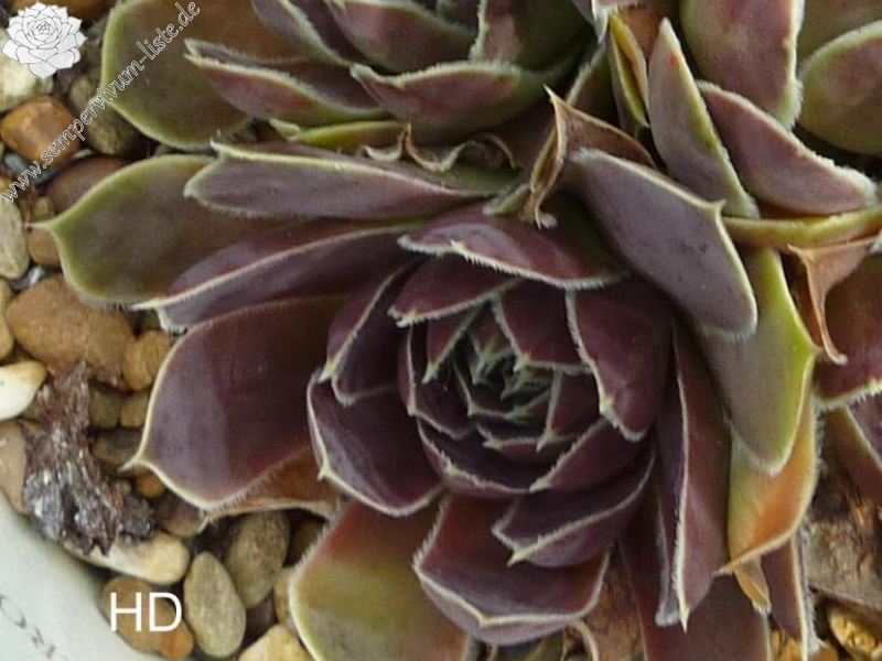 Mount Cameroon / Jovi