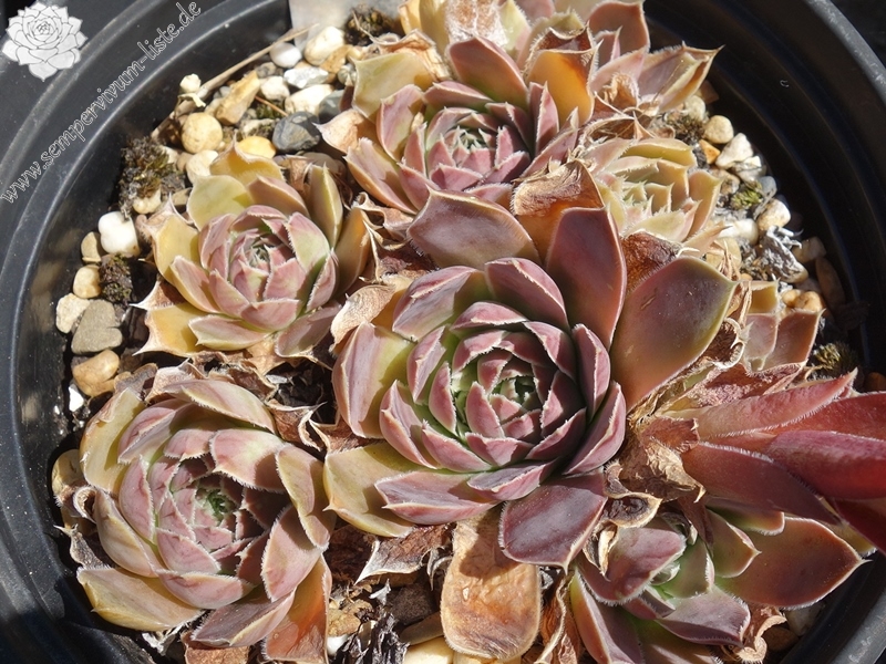 Mount Cameroon / Jovi