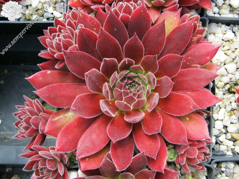 Pacific Sexy