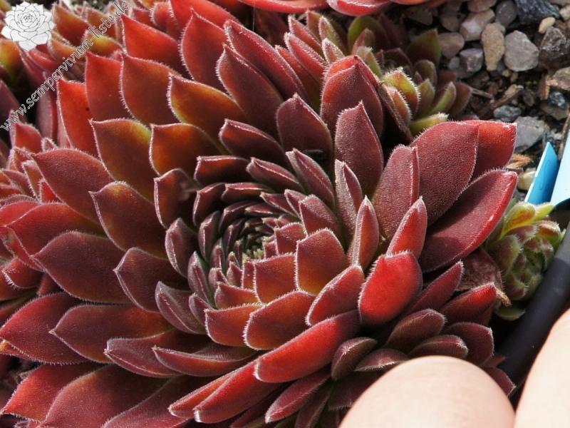 Pacific Sexy