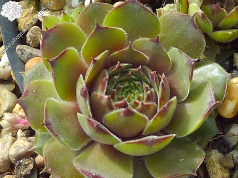Green Pink