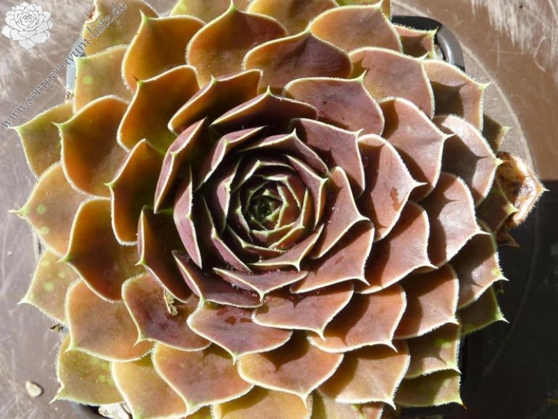 Slow Fox / Jovi