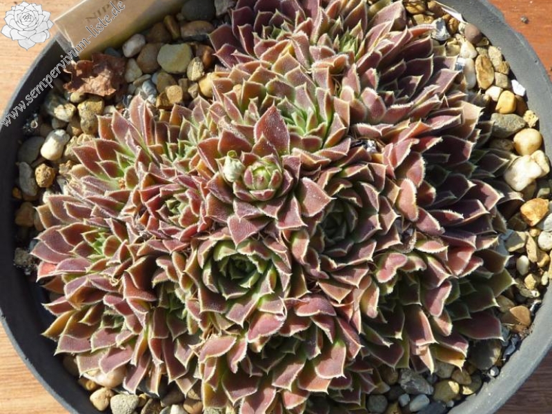 Nippon Parado / Jovi