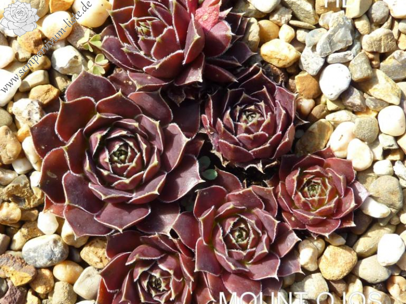 Mount Ojos del Salado / Jovi