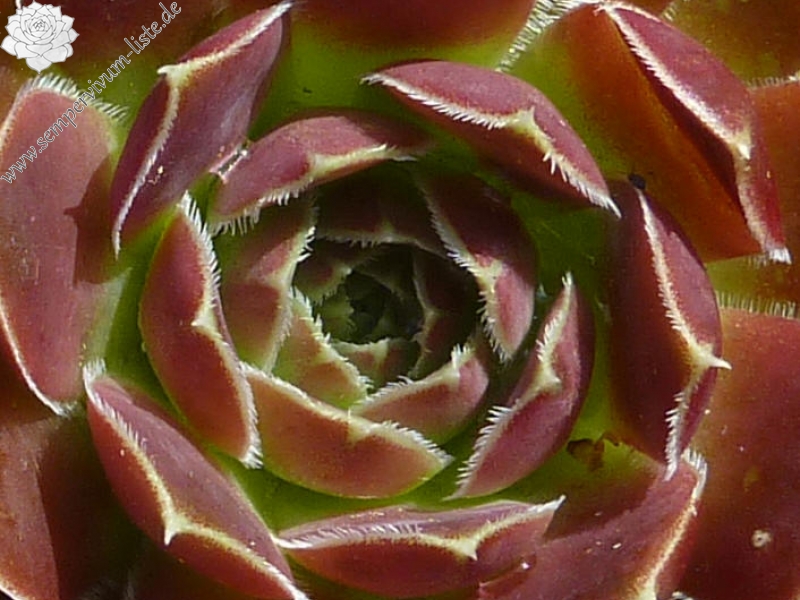 Gervatia / Jovi
