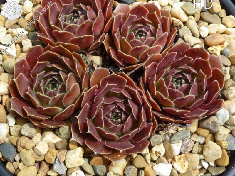 Mount Bermina / Jovi