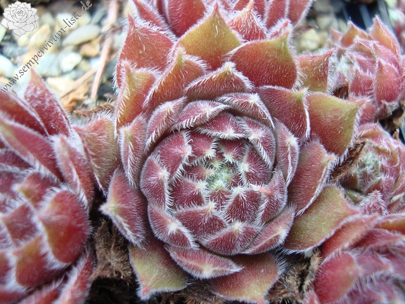 Pacific Spring Frost