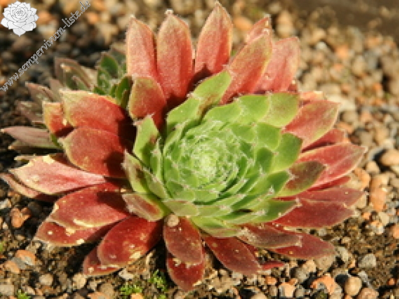 Pacific Tart