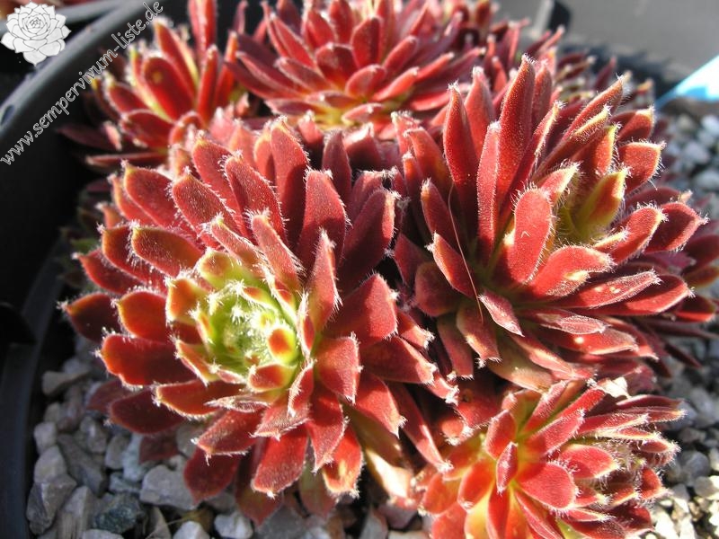 Pacific Tart