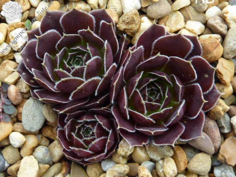 Mount Nanga Parbat / Jovi