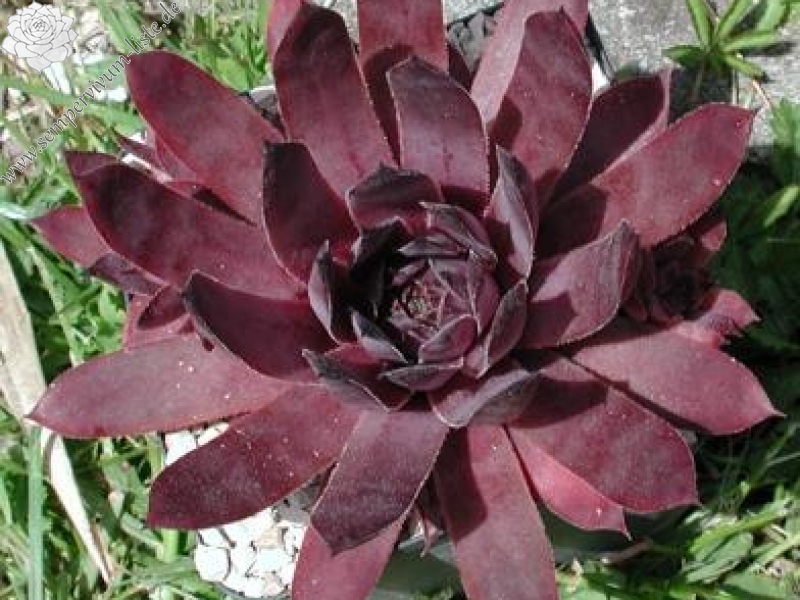 Red Skrocki