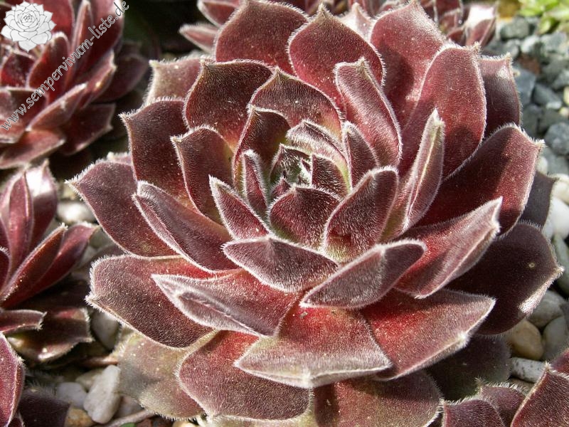 Pacific Spring Frost