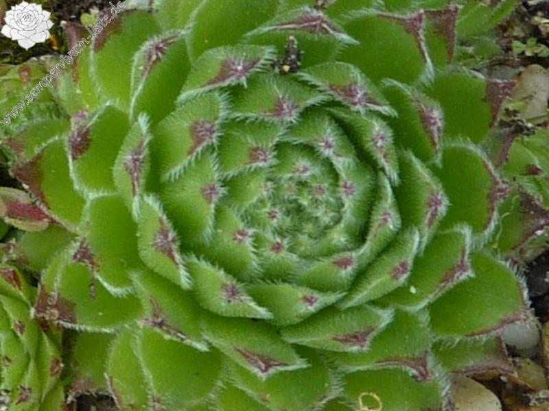 Sibyllina