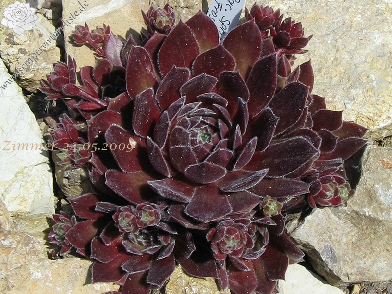 Pacific Spring Frost