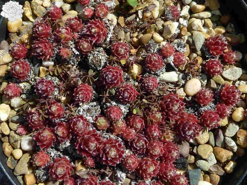 Pacific Tart