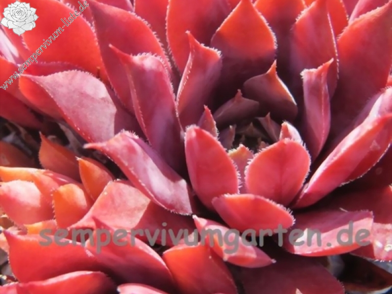 Red Skrocki