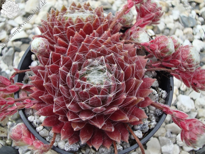 Sunray Dream Catcher