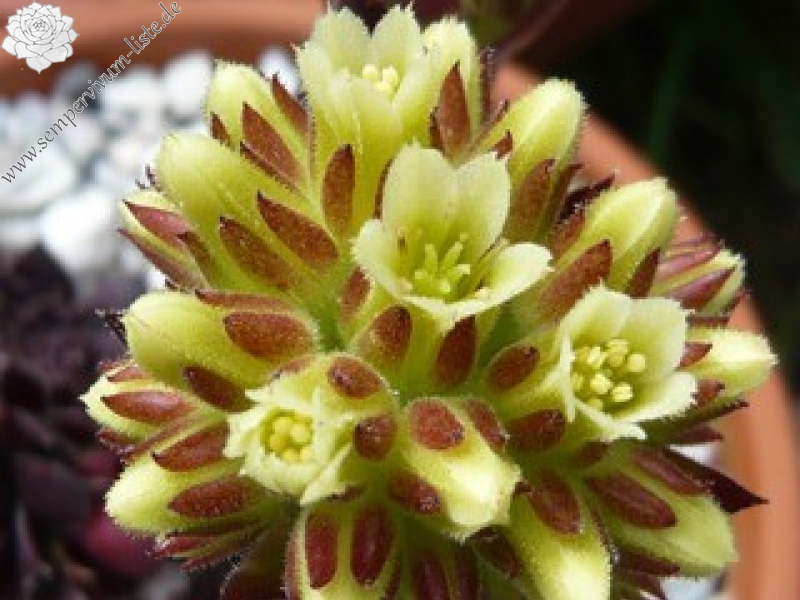 Schwarzer Peter / Jovi