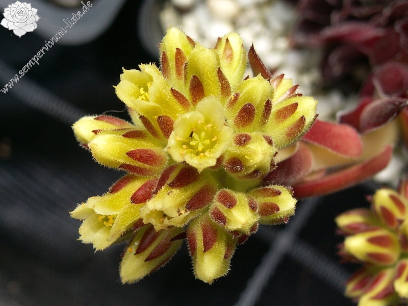 Schwarzer Peter / Jovi