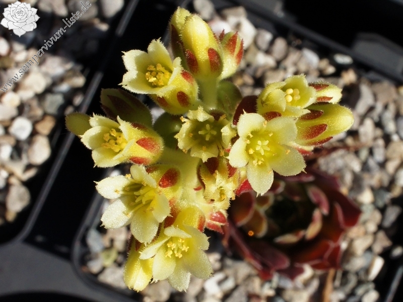 Schwarzer Peter / Jovi