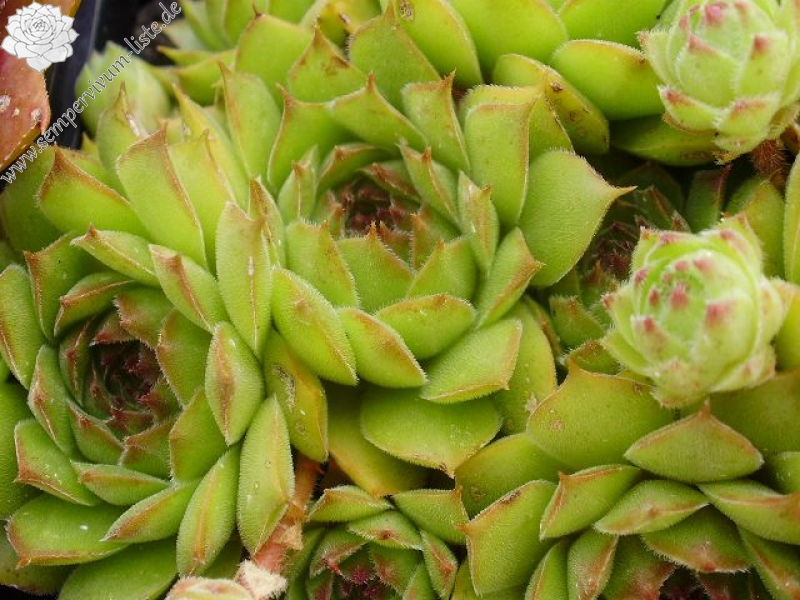 Salina