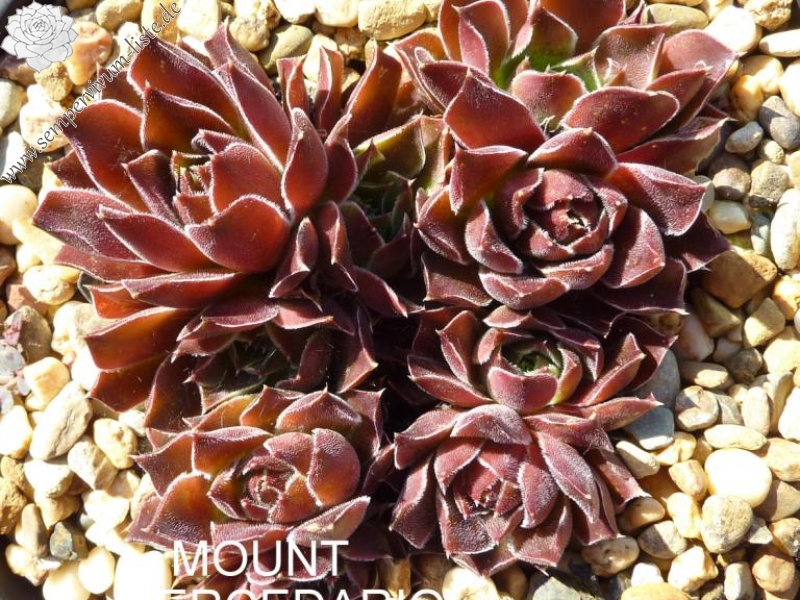 Mount Mercedario / Jovi