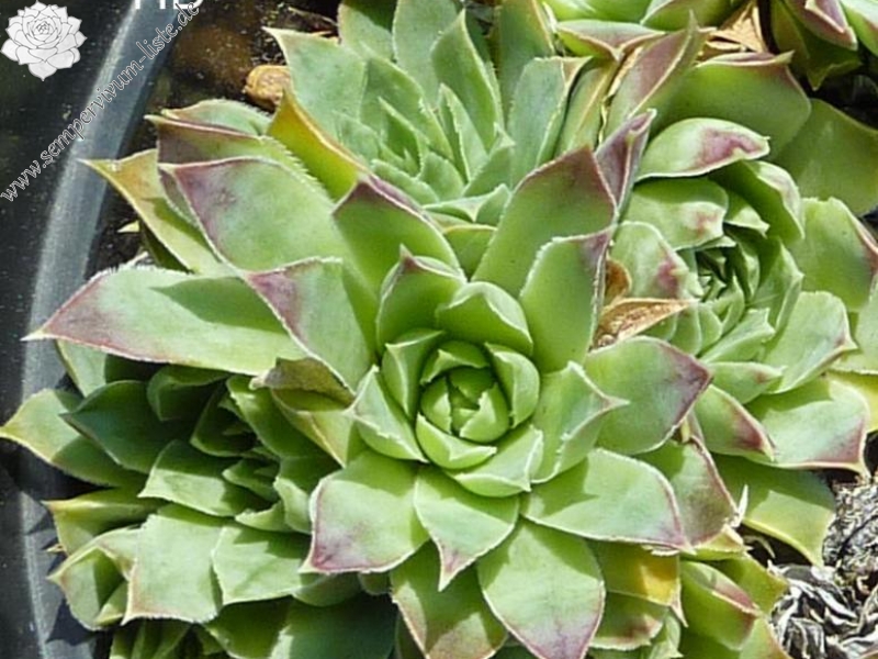 Pallasii / Jovi