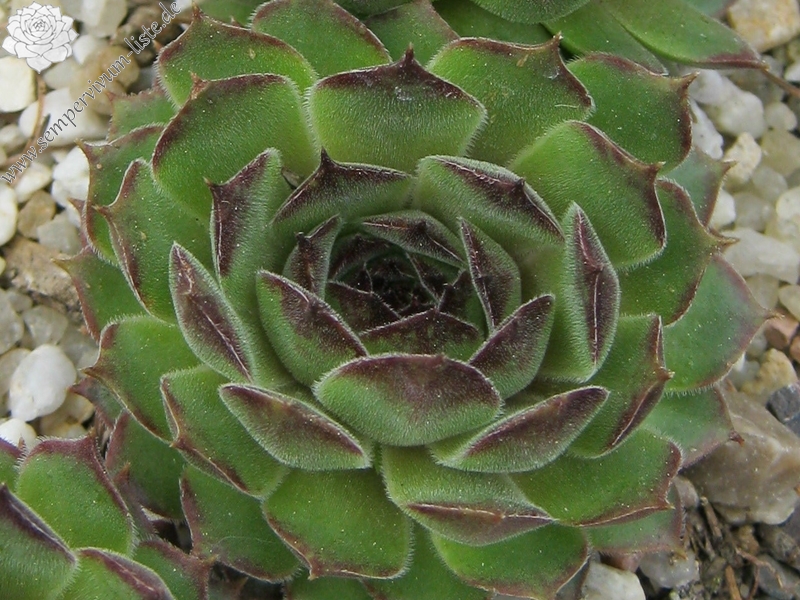 Salina