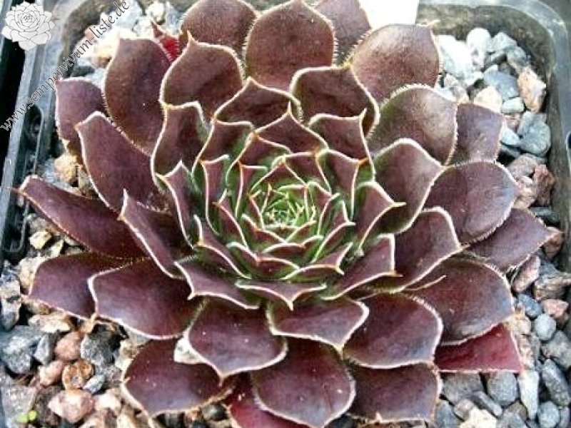 Schwarzer Peter / Jovi