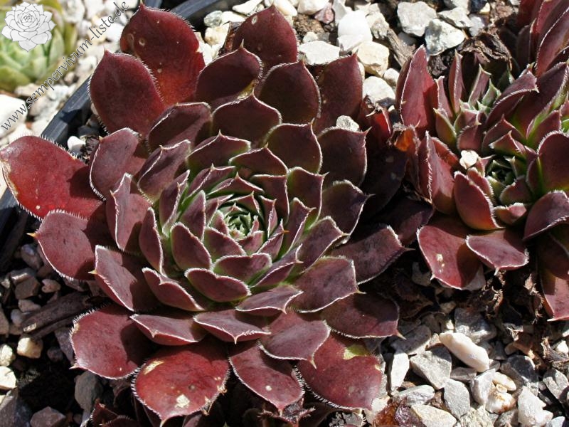 Schwarzer Peter / Jovi