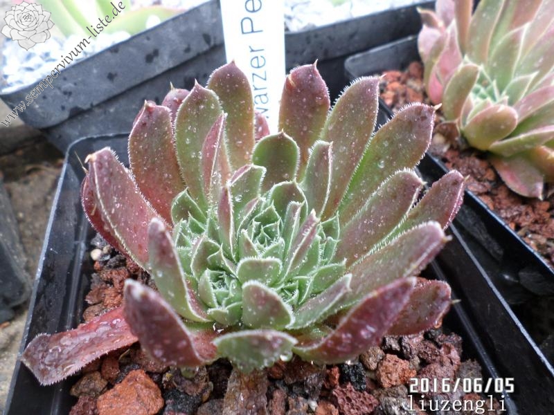 Schwarzer Peter / Jovi