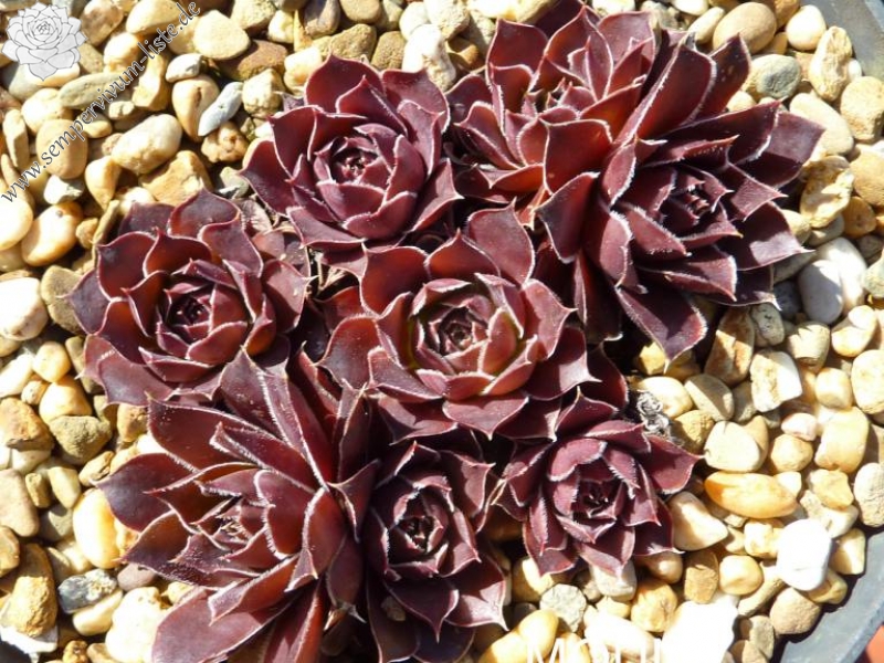 Mount Mer de Glace / Jovi