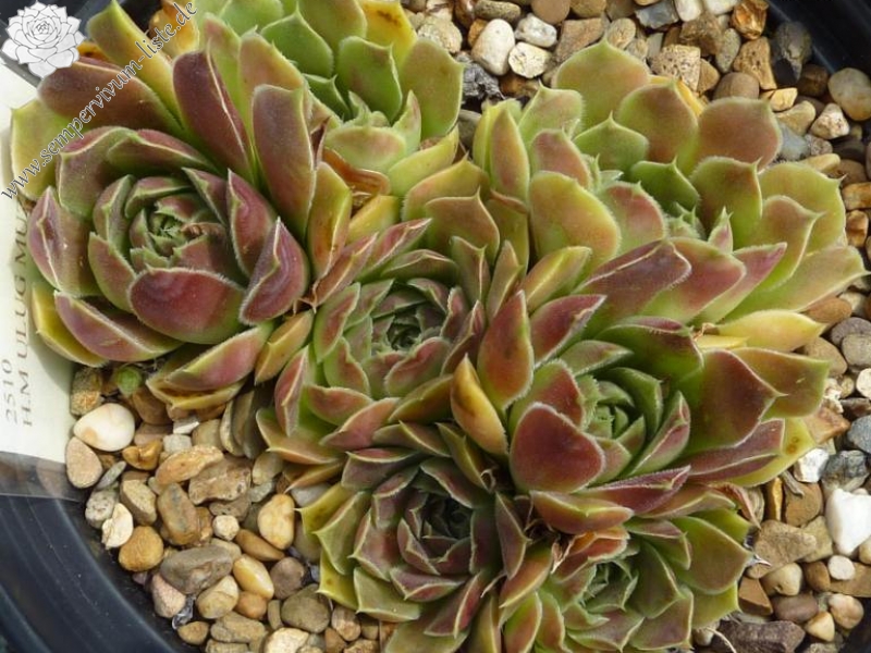 Mount Ulug Muztag / Jovi