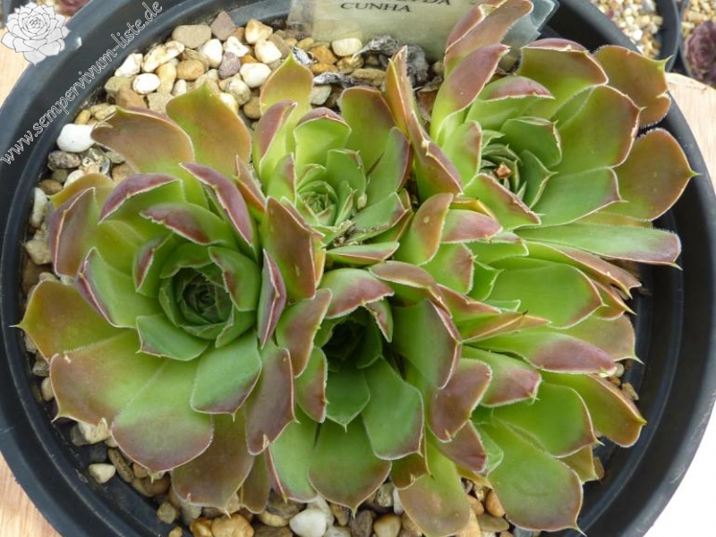 Tristande Cunha / Jovi