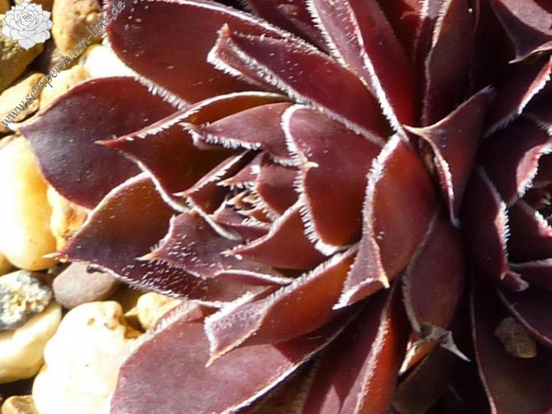 Mount Mer de Glace / Jovi