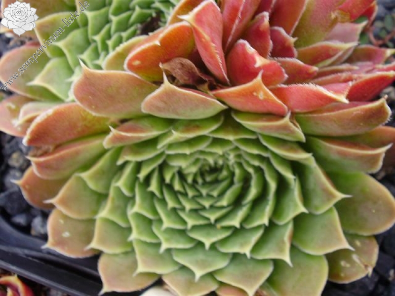 Green Suzanna / Jovi