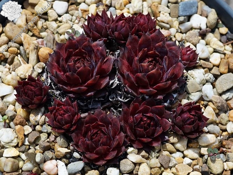 Red Platter