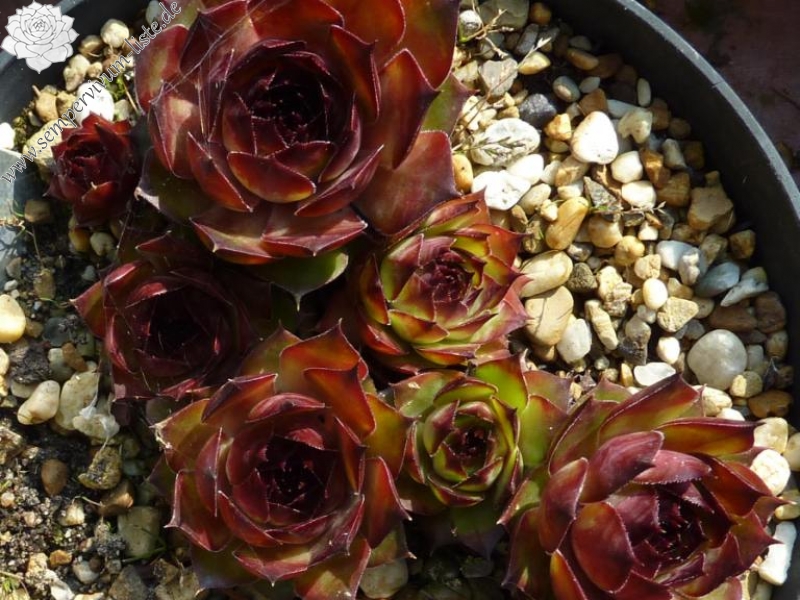 Red Rohesia
