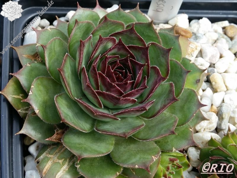 Red Rohesia